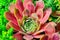 Sempervivum houseleeks is a genus of about 40 species of flowering plants in the Crassulaceae family