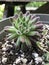 Sempervivum Icicle Succulent