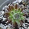 Sempervivum Icicle Succulent Closeup