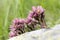 Sempervivum montanum beautiful mountain flower blooming