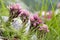 Sempervivum montanum beautiful mountain flower blooming