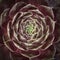 Sempervivum plant, closeup