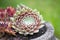 Sempervivum plant closeup , succulent plant macro