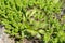 Sempervivum and Sedum acre in the garden