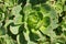 Sempervivum succulent plant close up