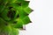 Sempervivum succulent plant close up. Top view of houseleek