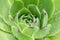 Sempervivum succulent plants 3
