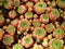 Sempervivum succulent plants in a pot