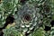 Sempervivum succulents (Houseleeks) illustration. Sempervivum calcareum