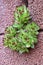 Sempervivum tectorum, common houseleek growing on the stone wall