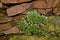 Sempervivum tectorum, common houseleek growing on the stone wall