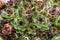 Sempervivum tectorum common houseleek , raindrops over plant in garden , spring season