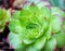 Sempervivum tectorum Royanum, green and red Houseleek succulent plant rosette with rain drops closeup