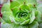Sempervivum tectorum Royanum, green and red Houseleek succulent plant rosette with rain drops closeup