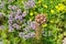 Sempervivum, Thymus and Sedum acre in the summer garden