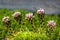 Sempervivum about to flower