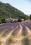 Senanque Abbey or Abbaye Notre-Dame de Senanque with lavender field in bloom, Gordes, Provence,