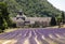 Senanque Abbey or Abbaye Notre-Dame de Senanque with lavender field in bloom, Gordes, Provence
