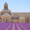 Senanque Abbey lavender flowers. Gordes, Luberon