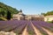 Senanque, Abbey in Provence with blooming rows lavender flowers.