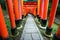 Senbon Torii at Fushimi Inari Shrine.