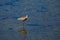 Send piper plover Bird wading Huntington Beach ecological reserve