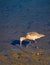 Send piper plover Bird wading Huntington Beach ecological reserve