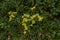 Senecio angulatus in bloom