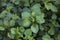 Senecio angulatus close up