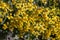 Senecio angulatus yellow flower