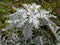 Senecio cineraria `Silver Dust` shrub