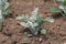 Senecio cineraria Silver dust or Silver Ragwort half hardy herbaceous annual foliage shrub plant with slightly lobed leaves