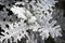 Senecio cineraria - silver ragwort ornamental plant close up