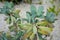 Senecio crassissimus asteraceae cactus plant close up leaf view with sand floor