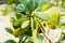 Senecio crassissimus Asteraceae tsarasaotra ambositra plant leaf close up