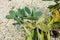 Senecio crassissimus Asteraceae tsarasaotra ambositra plant leaf close up