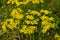 Senecio erucifolius. Yellow wild flowers