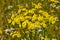 Senecio erucifolius. Yellow wild flowers