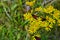 Senecio erucifolius. Yellow wild flowers