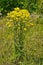 Senecio erucifolius. Yellow wild flowers