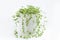 Senecio herreianus succulent plant on white background