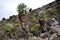 Senecio Kilimanjari forest on mount Kilimanjaro