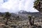 Senecio Kilimanjari forest on mount Kilimanjaro