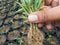 Senecio radicans succulents plant with roots close up