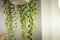 Senecio rowleyanus house Plant succulent leaves detail. String of Pearls plant