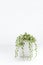 Senecio rowleyanus variegated succulent plant on white background