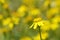 Senecio vernalis , Eastern groundsel flower