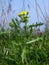 Senecio vulgaris