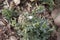 Senecio vulgaris in bloom