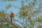 Senegal coucal on a branch of gum acacia